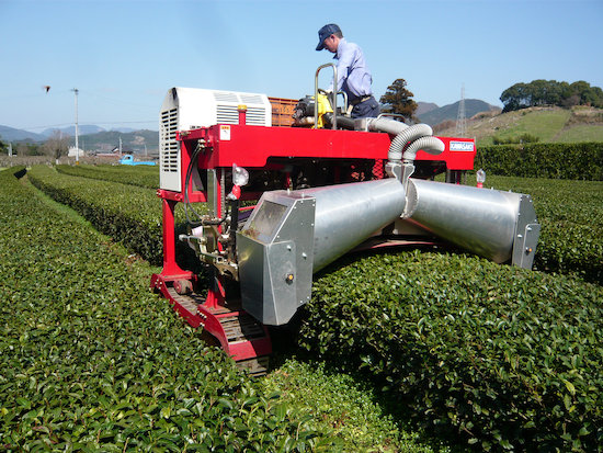 お茶園の剪定作業 楠森堂 福岡うきはで二百年 在来種のお茶